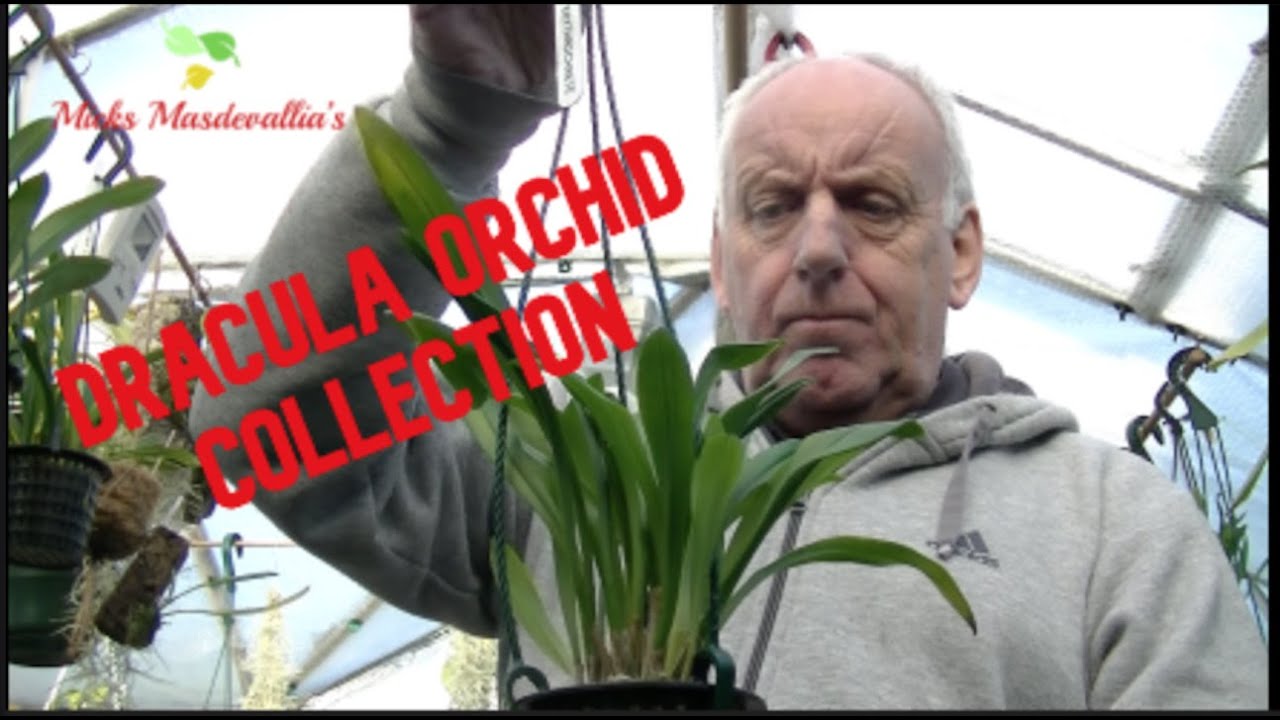 Dracula Orchid Collection (30)
