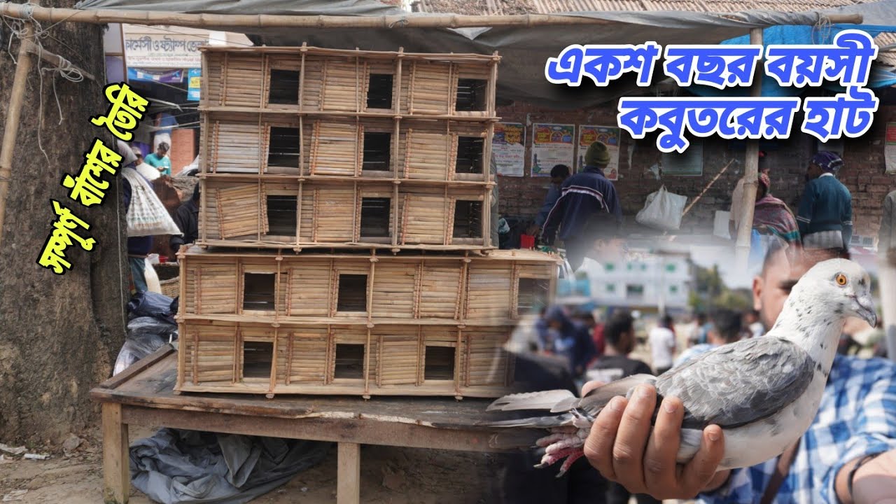 ঐতিহ্যবাহী কাকন কবুতরের হাট রাজশাহী