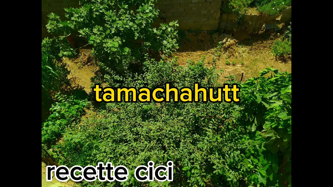 Tamachahutt n tin ighedren tarbibt is