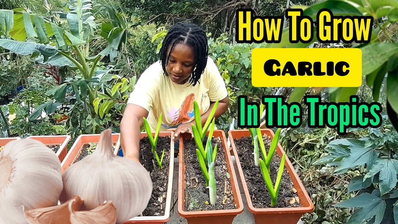 How to Grow Garlic In Tropical Countries || Exploring Vernalization