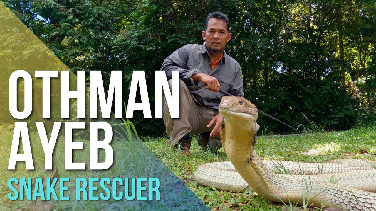 Catch and Release King Cobra in Malaysia