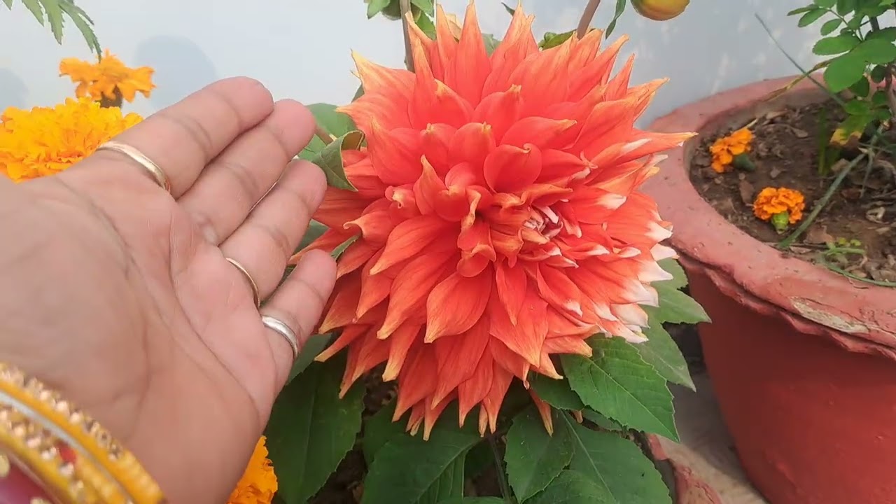 Welcome to my Terrace garden.😐❤️