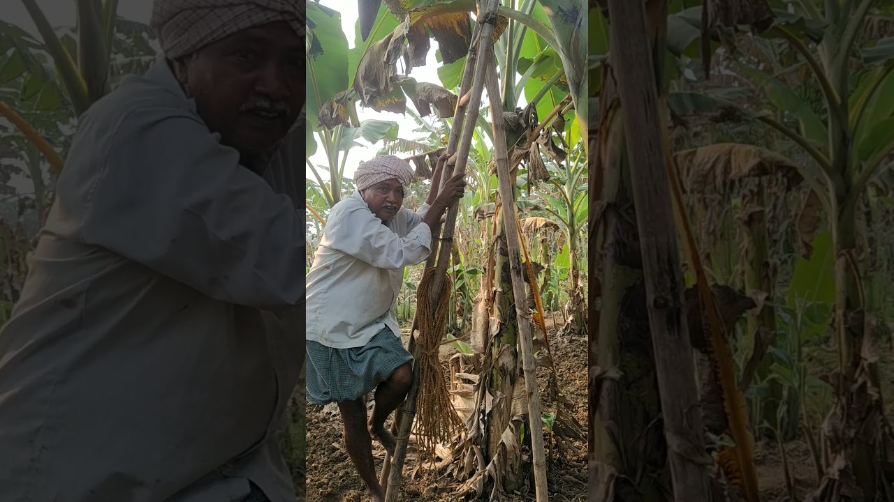 Banana support Bamboo fitting