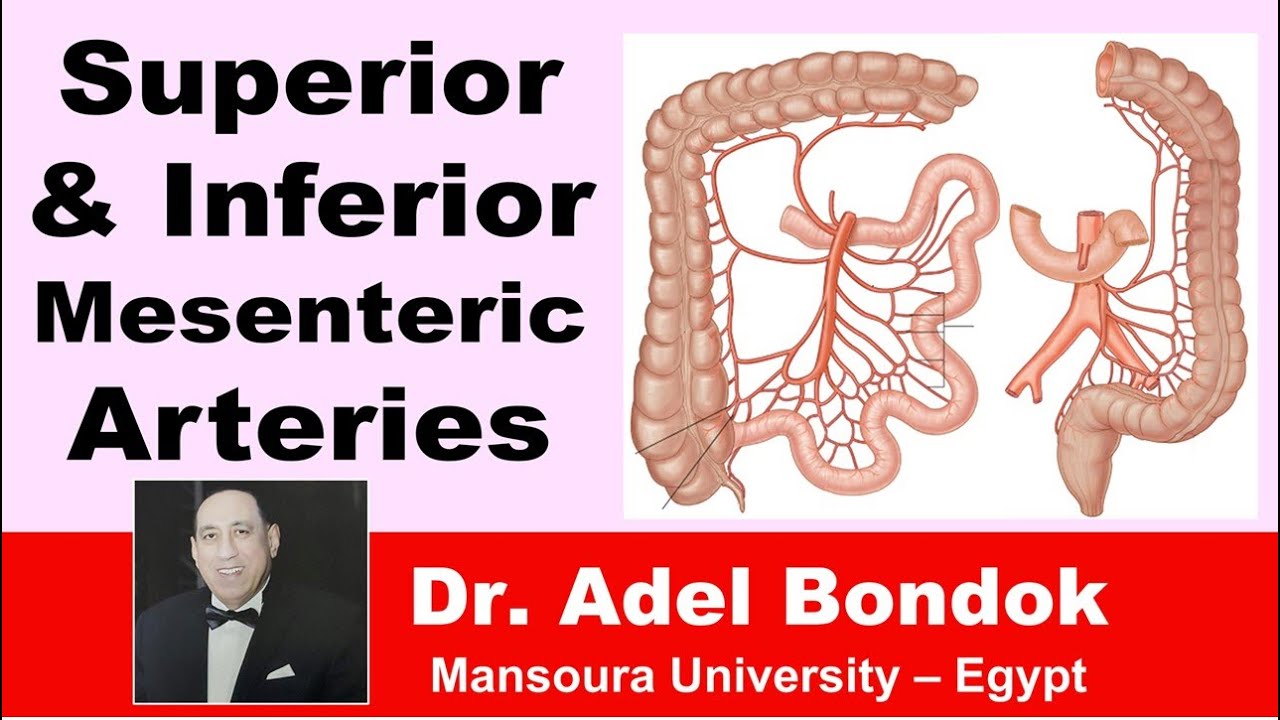 Superior and Inferior Mesenteric Arteries, Dr Adel Bondok
