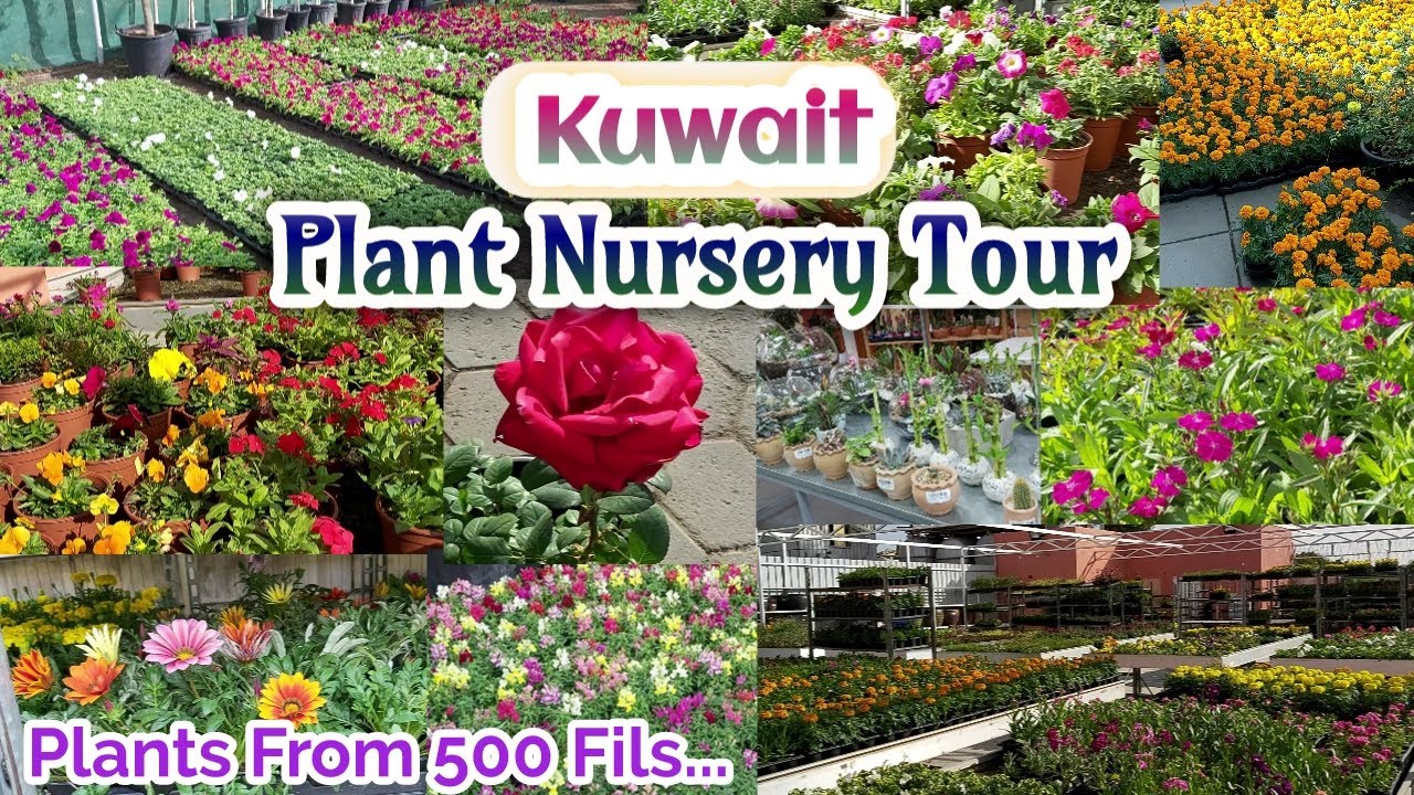 Largest Plant Nursery In Kuwait | Indoor Plants | Outdoor Plants | Plant Nursery Tour | Tamil Vlog
