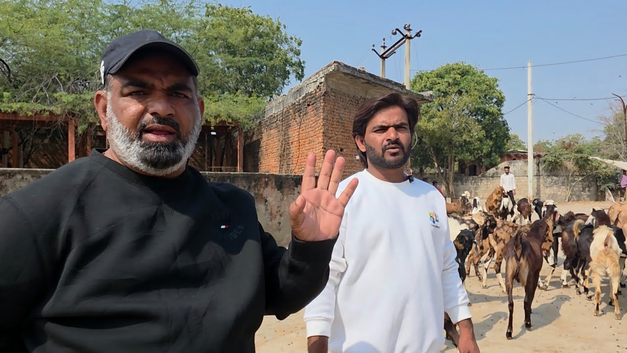 Gujri Bakro Ka All India Collection | Shakeel Bhai Jaipur King Of Gujri India.