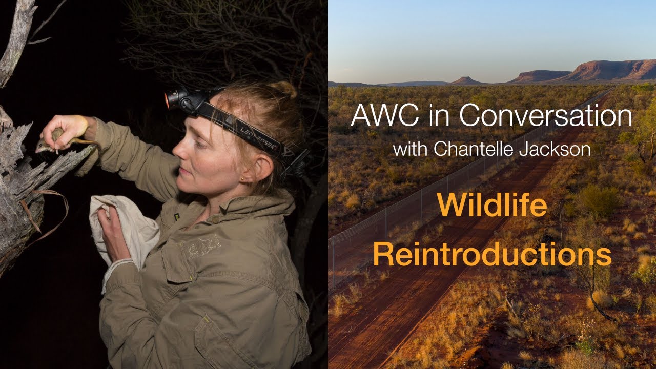 AWC in Conversation with Chantelle Jackson: Wildlife reintroductions (S1E5)