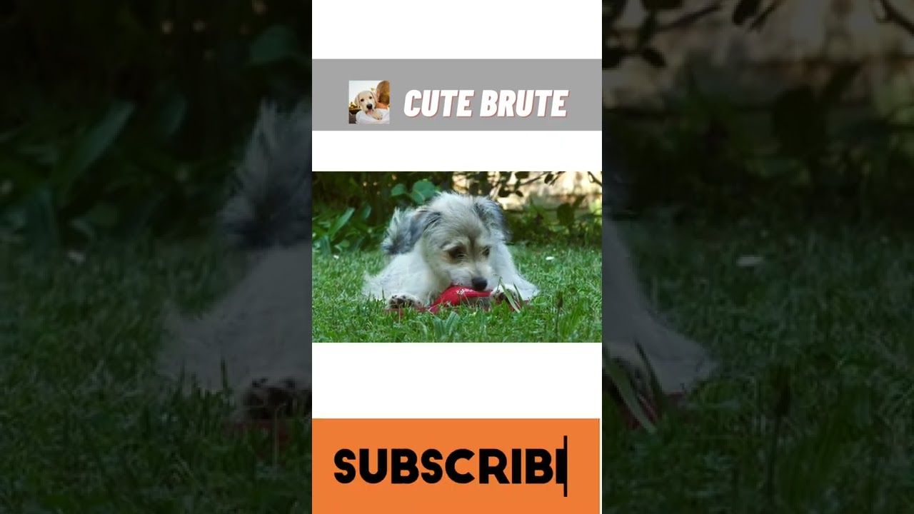 Cute Brute | Cute Puppy Playing | #P32 #shorts