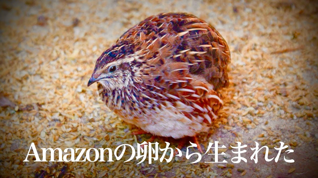 Amazonの卵から生まれたウズラがこんな大きくなりました！