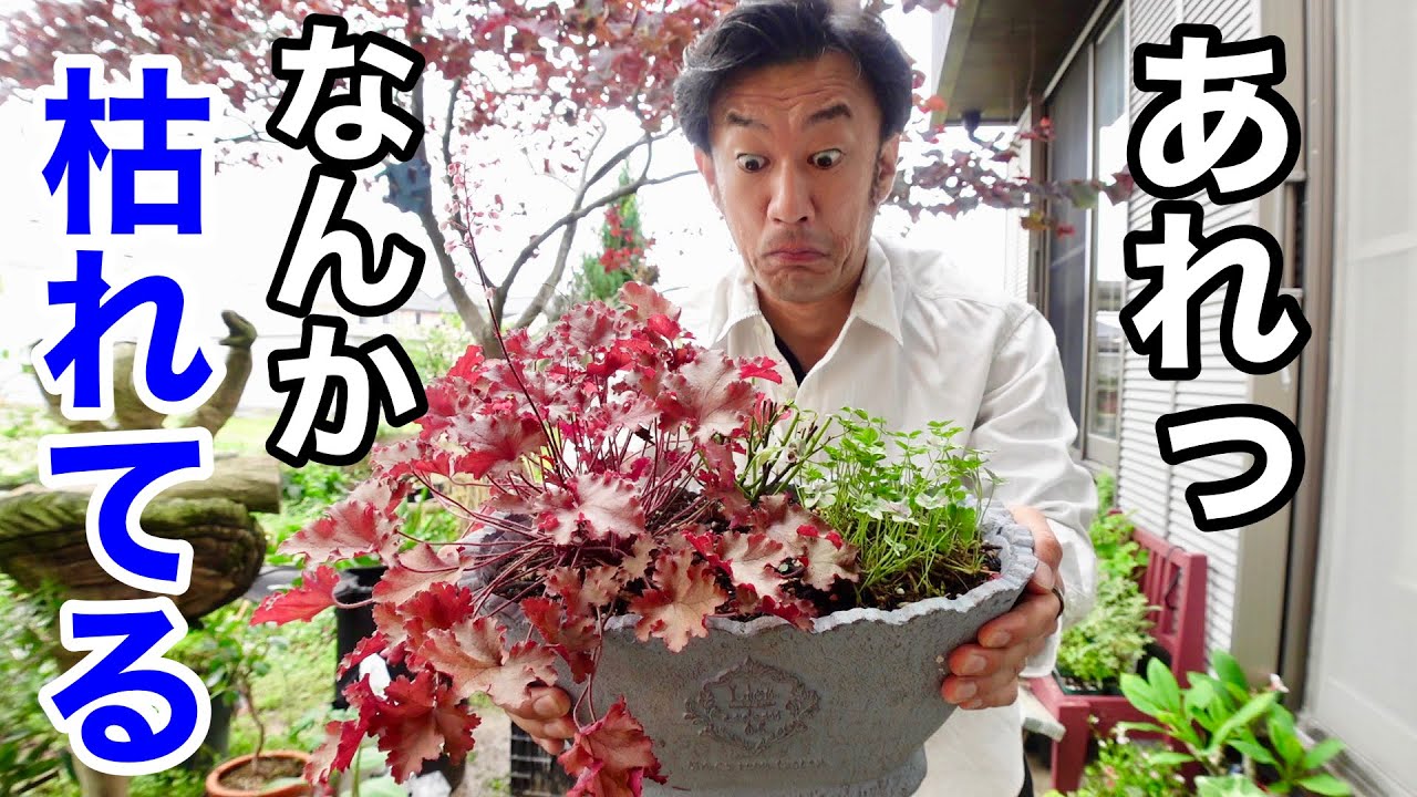 【こうなる】枯れた寄せ植えを綺麗に見せる方法　　　　【園芸超人カーメン君】