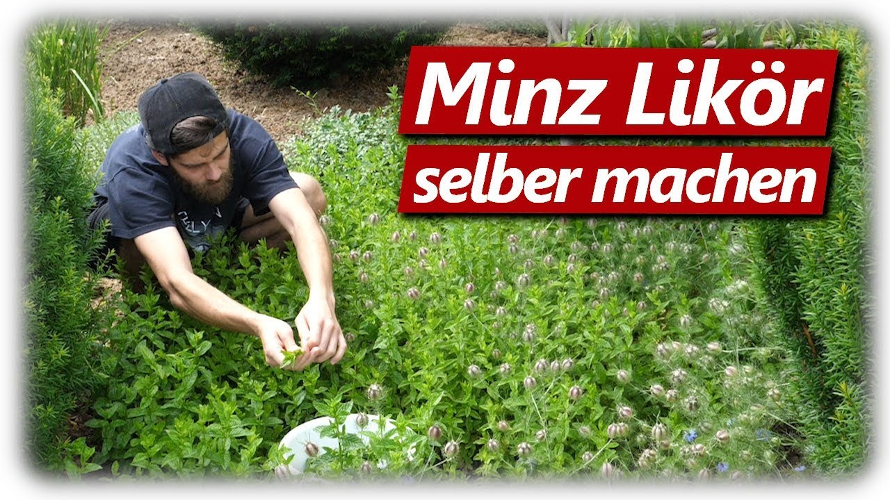 Pfeffi, Berliner Luft selber machen | Minz Likör für 3thedward