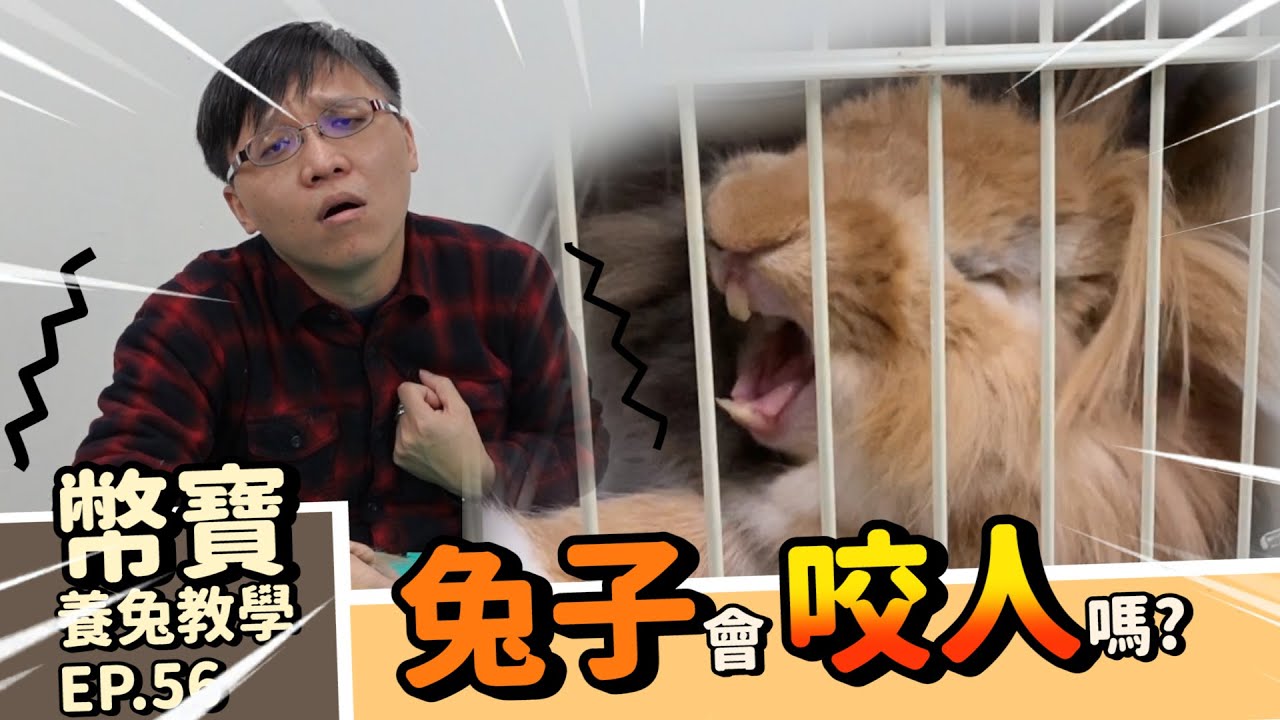 兔子為什麼會咬人？咬人是生氣還是喜歡?｜水喝太少是因為水溫低嗎? 可以給他喝熱水嗎｜幣寶養兔教學系列 EP 56｜ChamKnows【冠軍知道】
