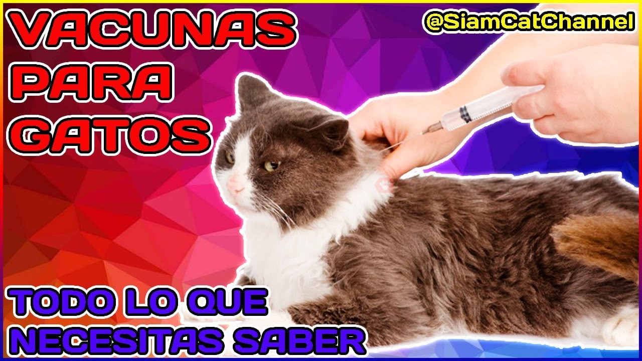 ¿Qué Vacunas Debo Ponerle a Mi Gato? 🤔 Todo Lo que Necesitas Saber Sobre Las Vacunas Para Gatos