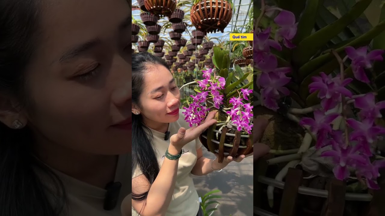 19 giò lan ĐANG NỤ nhiều || HOA LAN TRỌNG MBS 