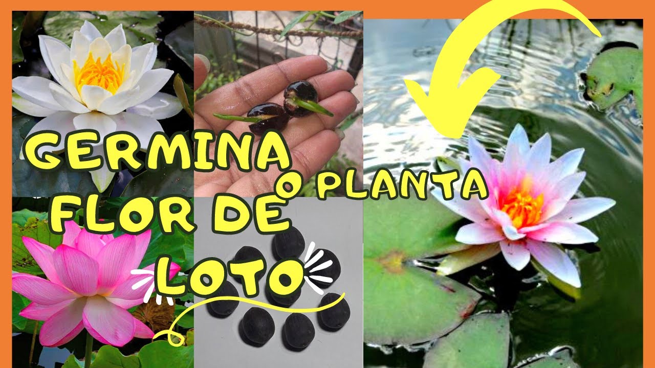 COMO GERMINAR FLOR DE LOTO🌷. COMO PLANTAR FLOR DE LOTO EN UNA MACETA O CONTENEDOR. como sembrar loto