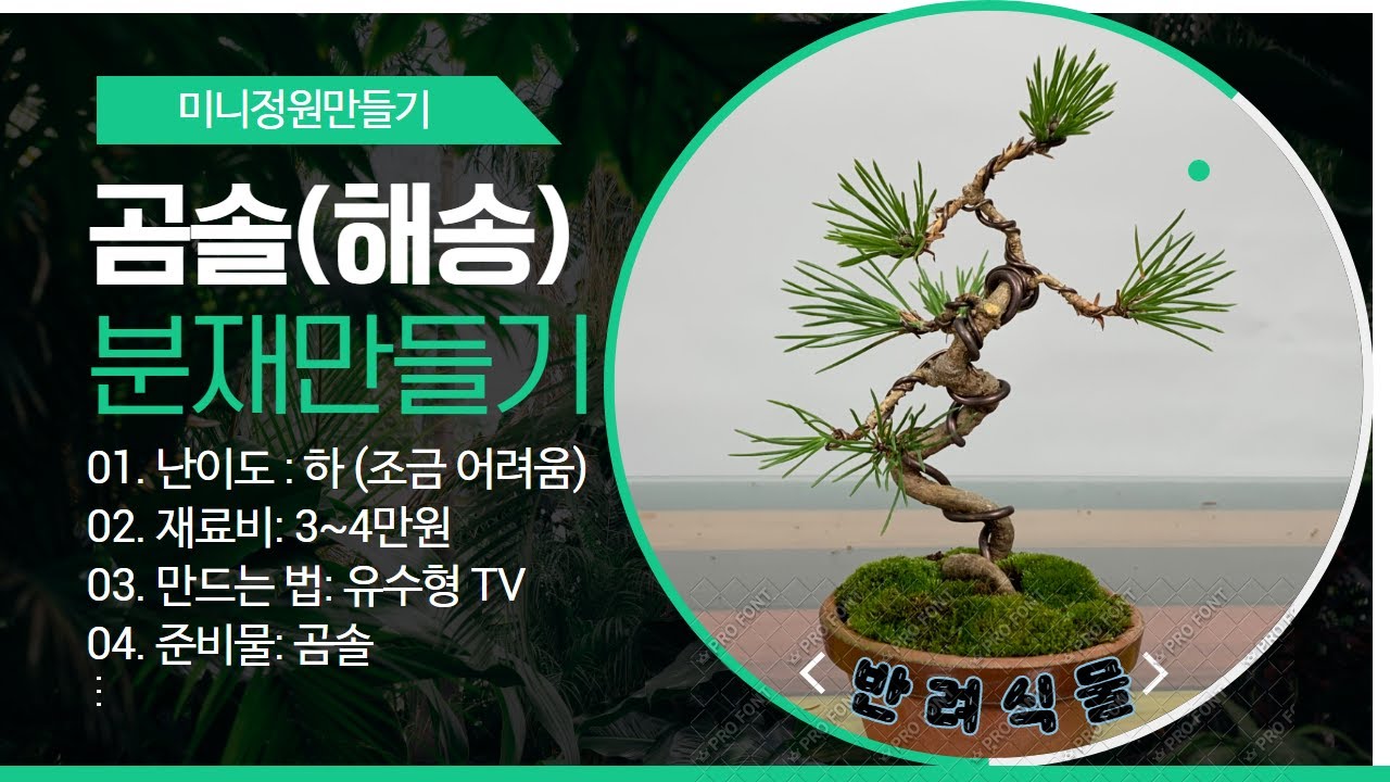 [ENG CC] How to repot and wire Shohin Japanese Black Pine /곰솔(해송)분재 만들기/누구나 따라 할 수 있는 미니 정원 만들기