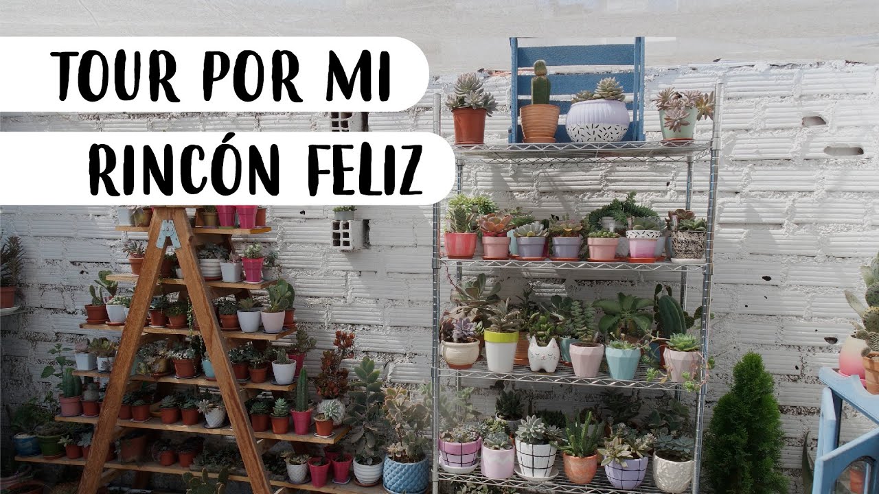 TOUR POR MI JARDIN DE CACTUS Y SUCULENTAS | MILICIENTA