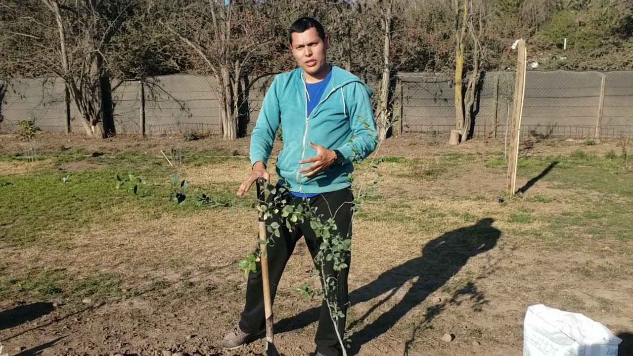 Plantando Arbol Quillay. Cuidados y mucho más. Nativo Chileno