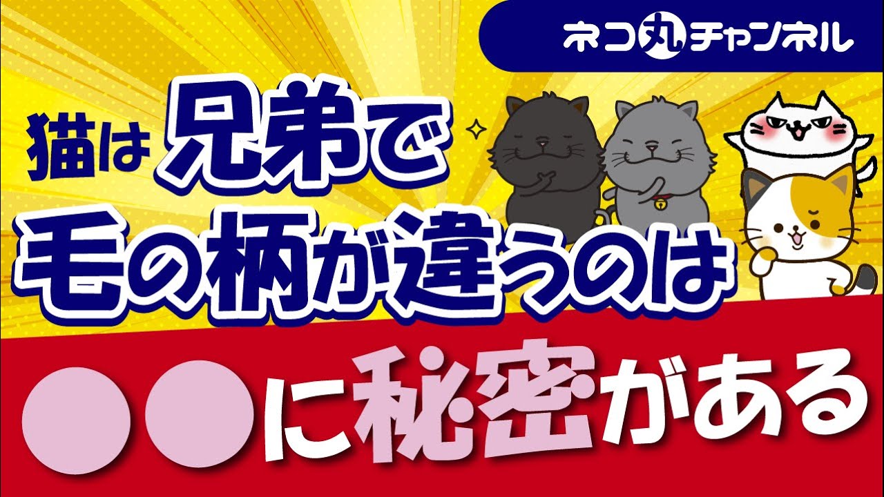 猫の毛色や柄は同じ母猫から産まれた子でもなぜ違うのか？その理由を解説！