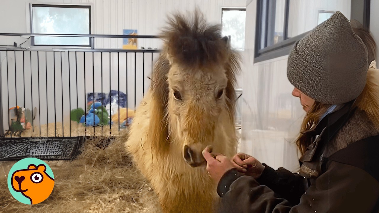 Mini Horse Finally Gets To Keep Her Baby & Can’t Get Enough | Cuddle Buddies