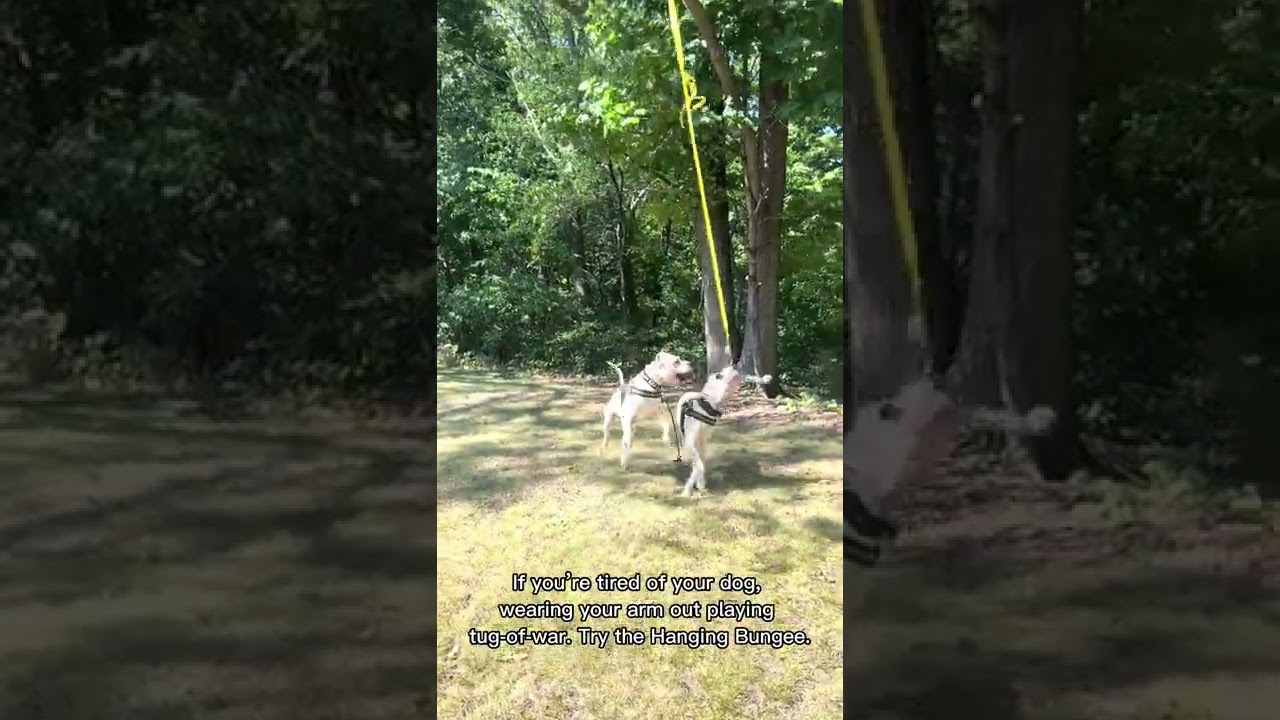 dog training equipment ,giant toys for dogs, tug dog toy ,outside dog toys dog, dog exercise toy