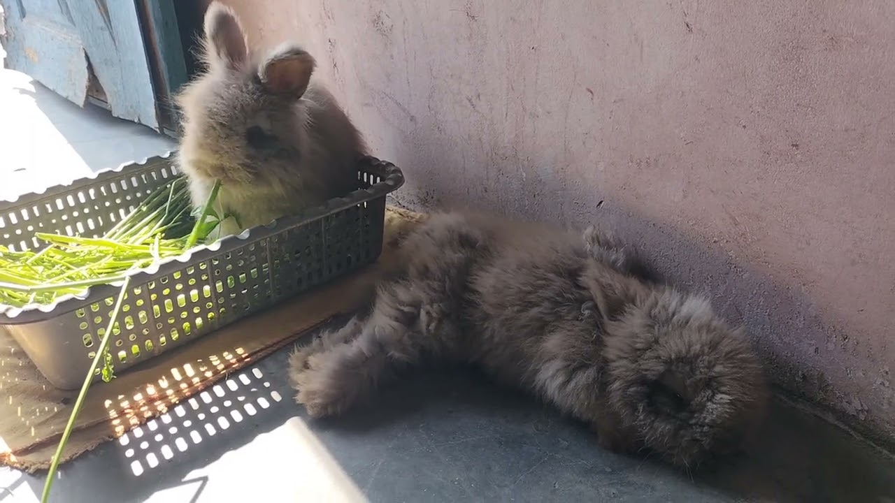 Cute Fluffy Rabbits Eating & Resting | Lion Head Rabbits Daily Life | Relaxing Bunny Video