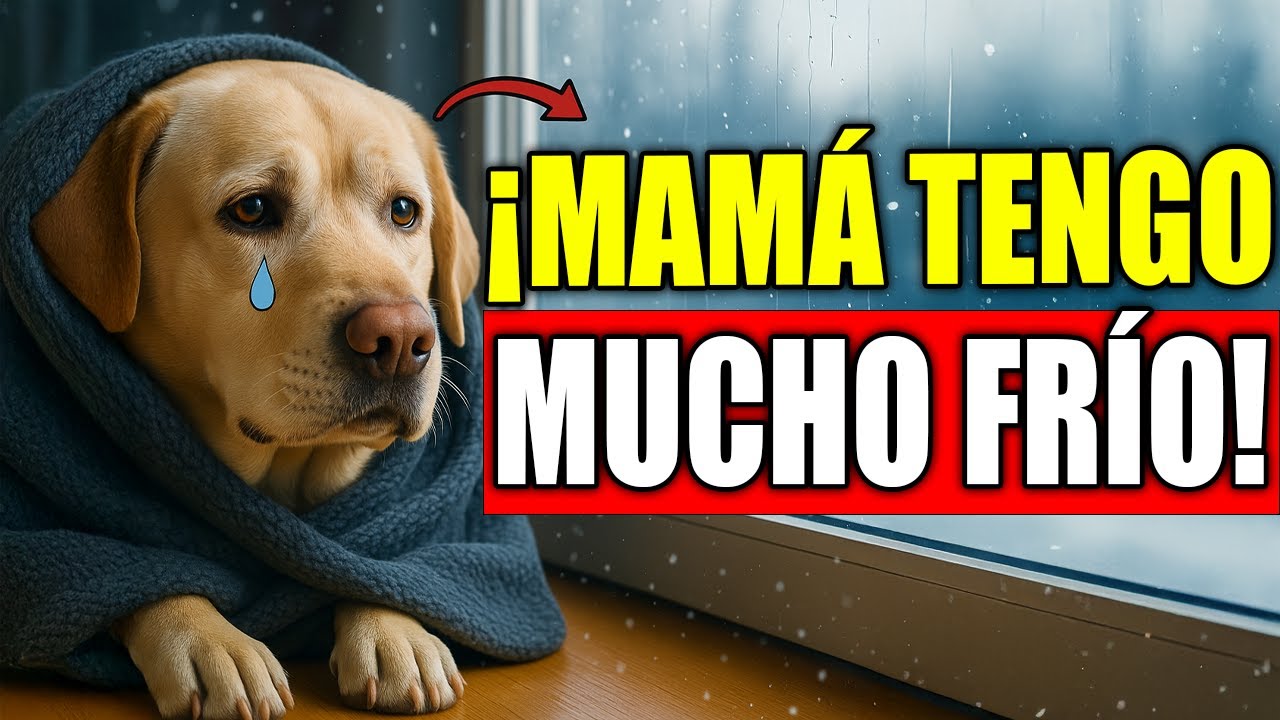 ¡14 ERRORES de Invierno que Hacen SUFRIR a Tu Perro!