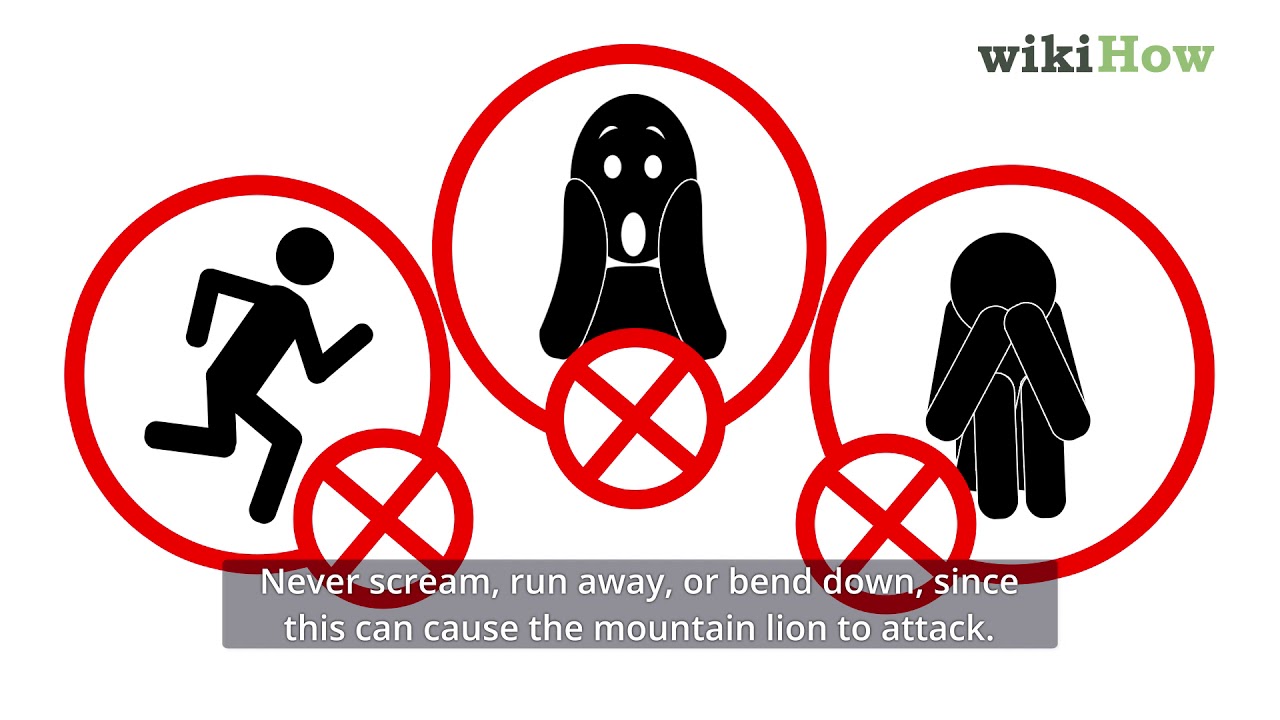 How to Fend off a Mountain Lion