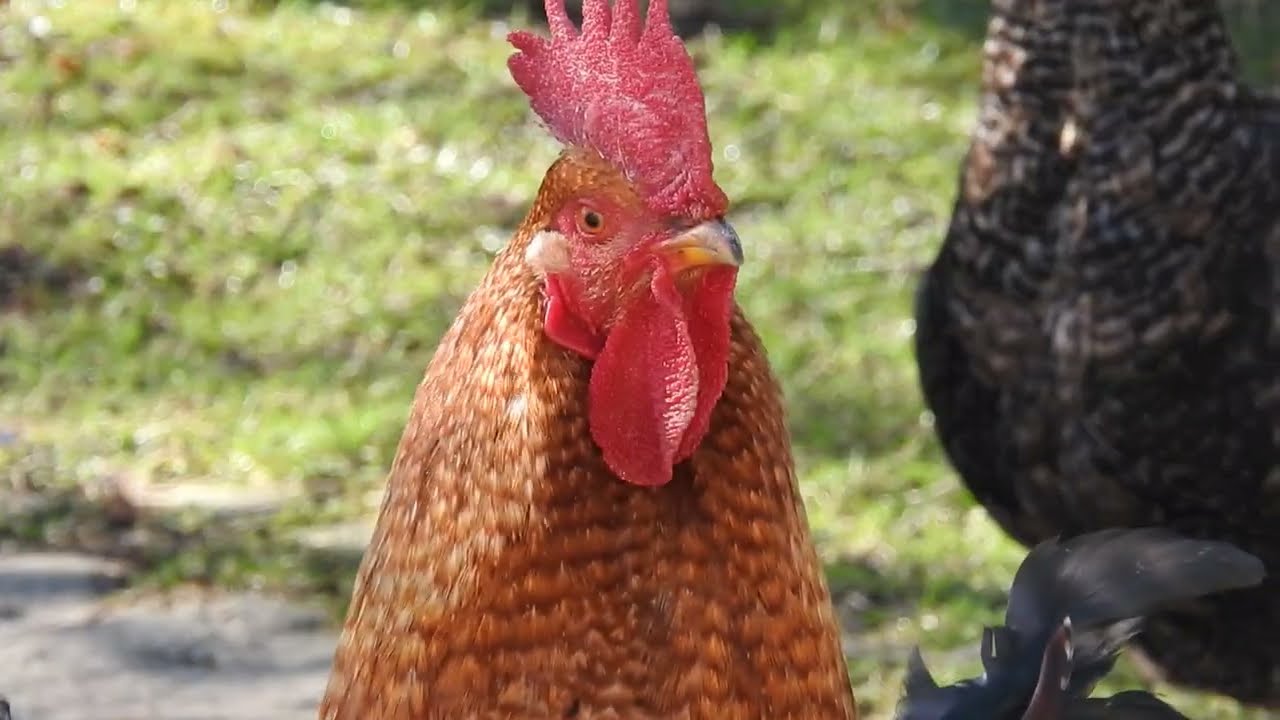 Free Range Rooster and Chickens in the Backyard - Relaxing Farm Video