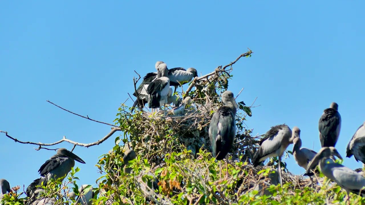 EP517 AMAZING PLACE OF AVIAN BIRD CRANE NESTING ON THE TREE FLOODED FOREST RAINFOREST RELAXING FILM