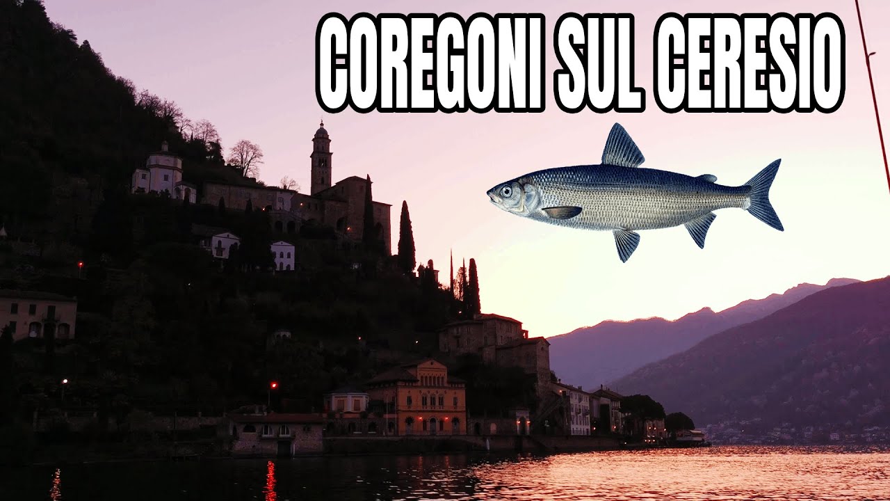 COREGONI DALLA BARCA - WHITEFISH (COREGONUS LAVARETUS) Lugano