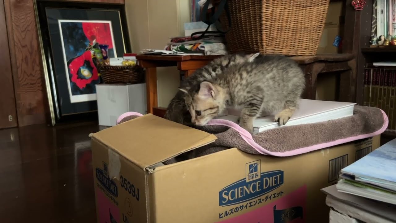 段ボール箱から脱出する生後1ヶ月5日のキジトラ子猫　20251028