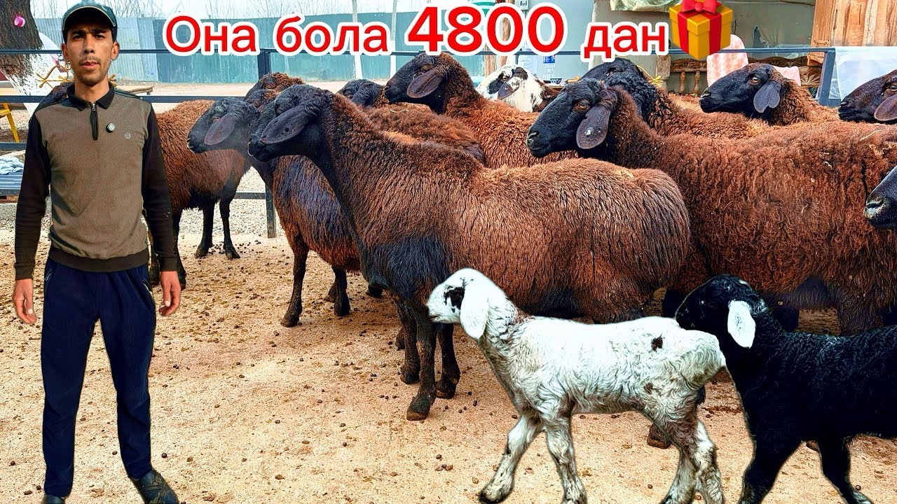 🔥Elita bugoz sovliqlar narxi shokkk ulgurib qoling 