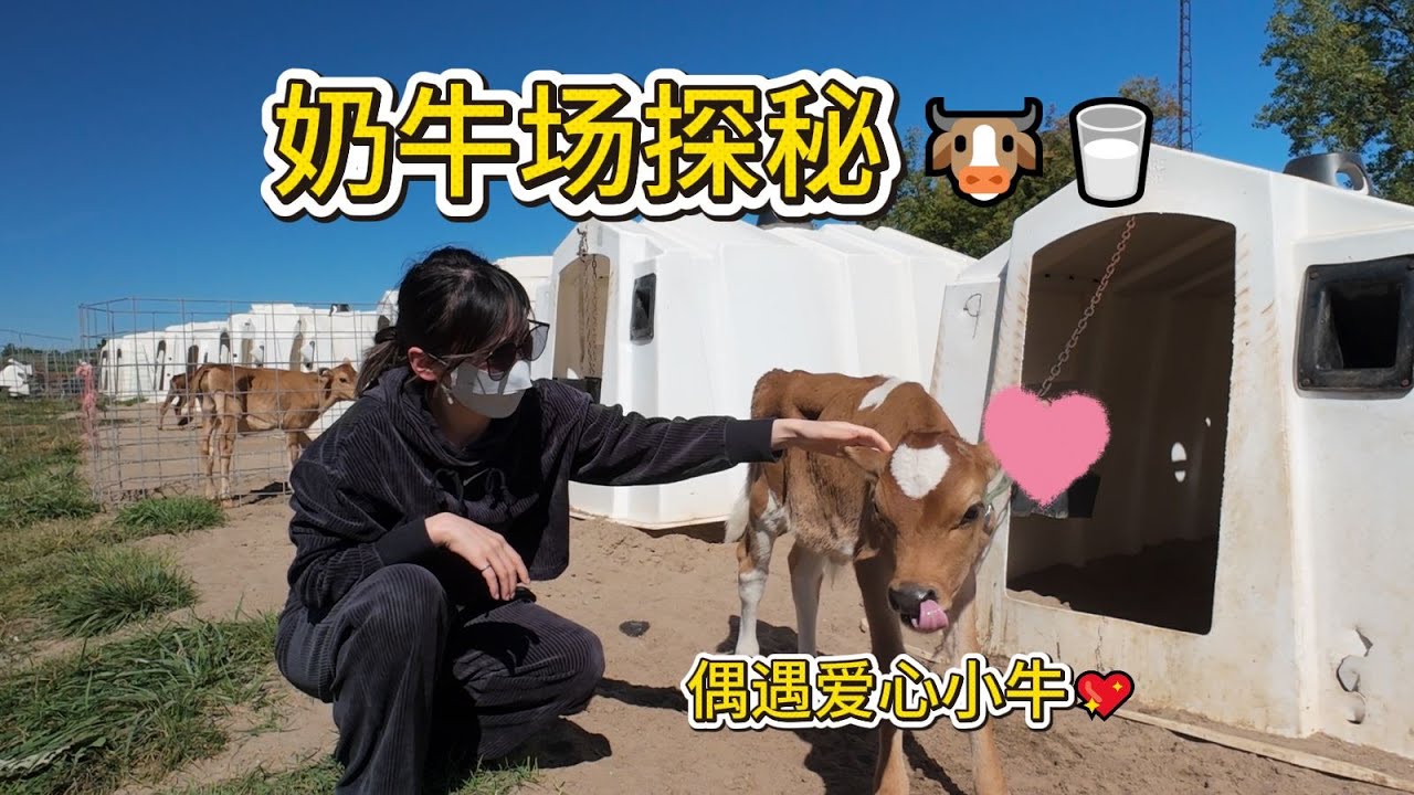 多伦多附近奶牛场探秘🐄 水龙头流牛奶！遇见爱心小牛💖