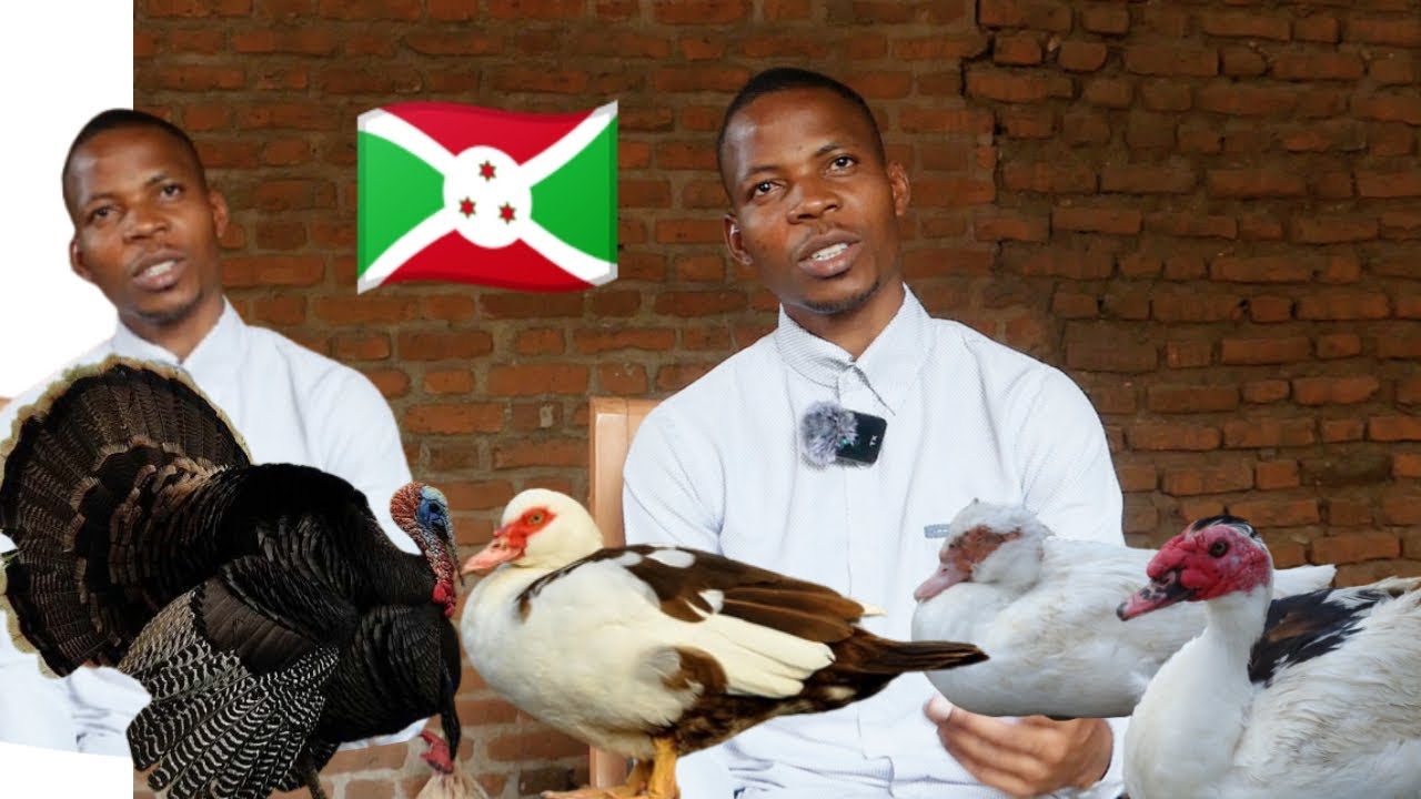 🇧🇮Umurundi yoroye Idendo, Inkanga, Imbata, Inkoko/Ntakandi kazi nokora atari ubworozi