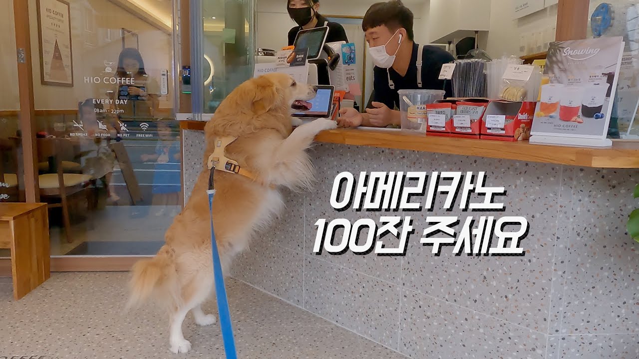 배고플 때 고기를 나눠줬던 사장님에게 은혜 갚으러 가는 리트리버 [Eng Sub]