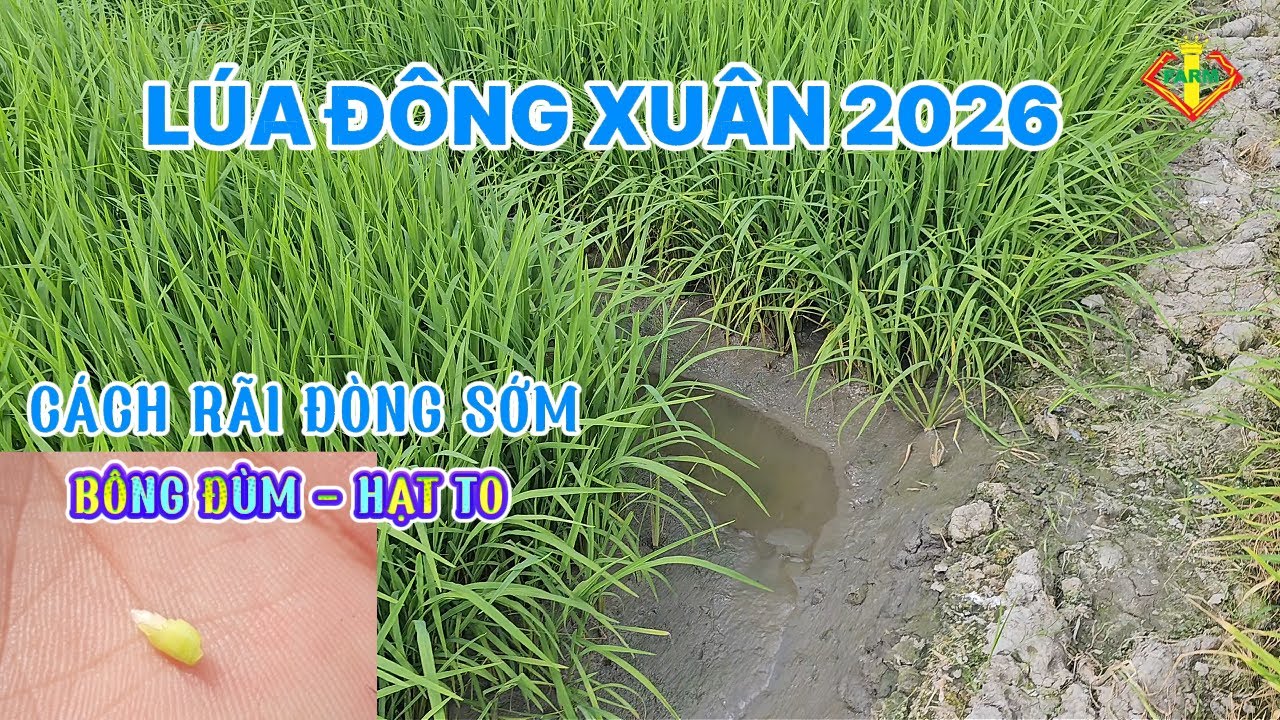 RÃI PHÂN ĐÒNG LÚA ĐÔNG XUÂN 2026 - LÚA CÓ ĐÒNG SỚM, BÔNG ĐÙM - HẠT TO