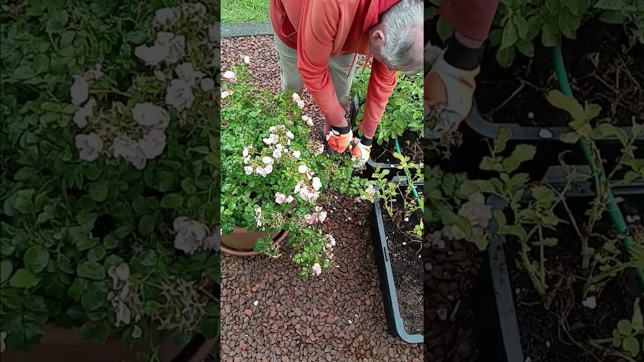 Deadheading our Apple Blossom carpet rose, Lower Hutt NZ, 20 January 2026