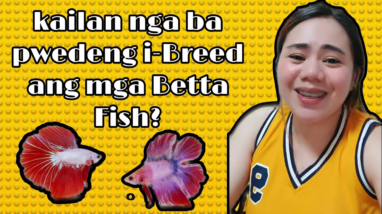 Kailan pwedeng I-Breed ang Betta Fish? Tara alamin natin!