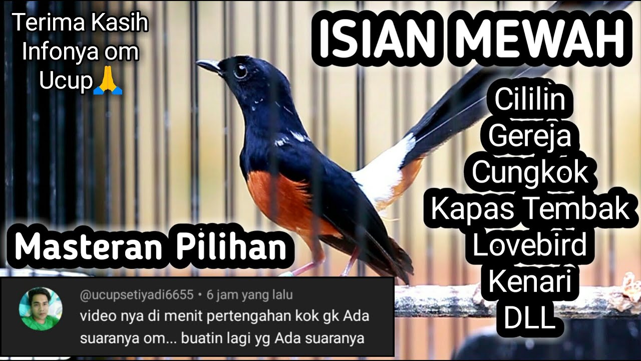 MASTERAN MURAI BATU FULL ISIAN TEMBAKAN MEWAH CILILIN GEREJA KENARI LOVEBIRD KAPAS TEMBAK CIGUN