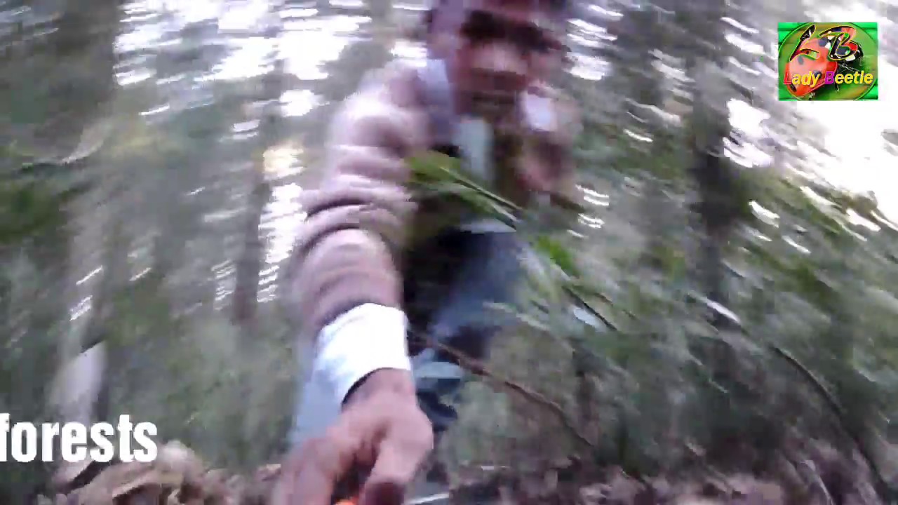 A winter evening spend in deep forest  B bye delhi, some moments , Delhi to uttrakhand, deep forest,