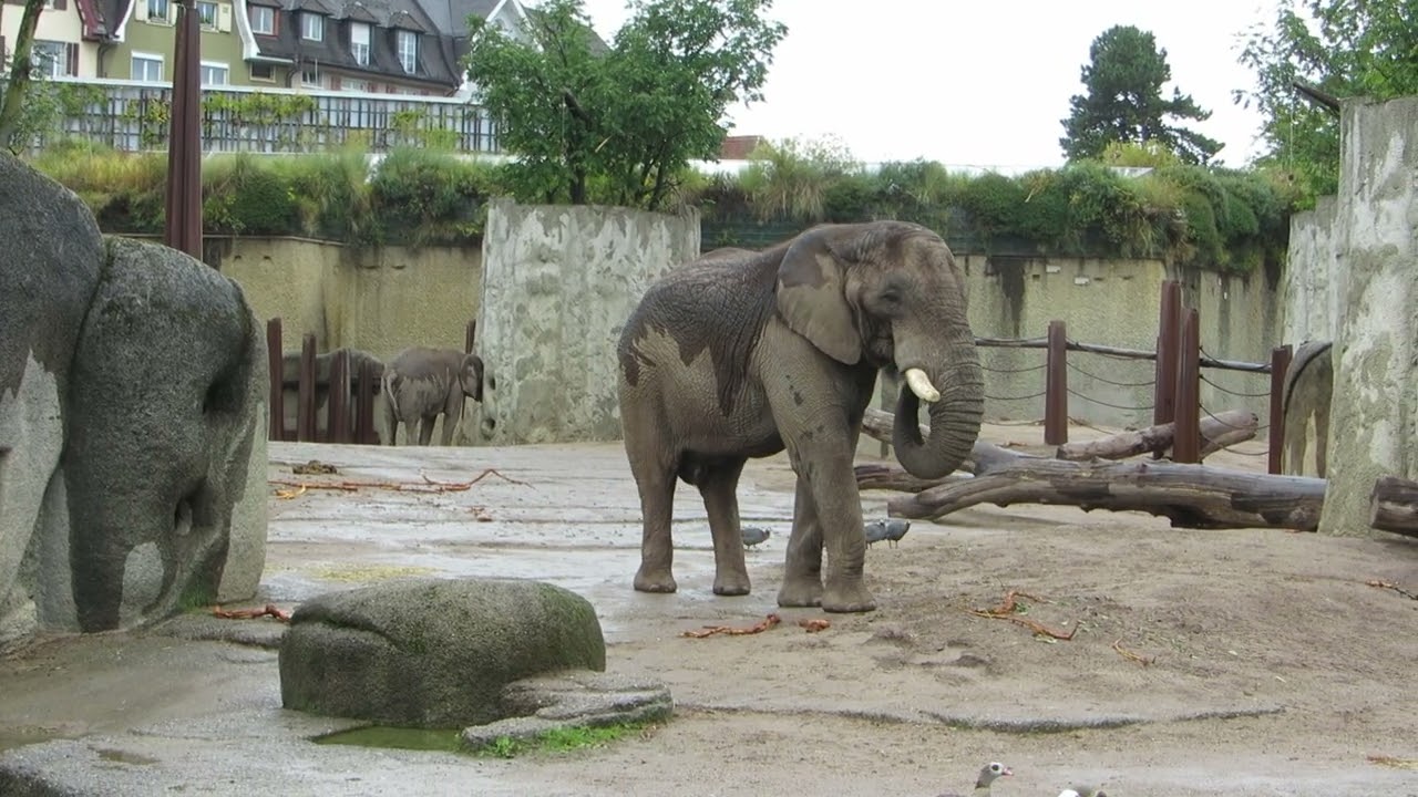 EEG Afrikanischer Elefant, Zoo Basel Schweiz, 24.09.2022, der verstorbene Tusker auf der Außenanlage