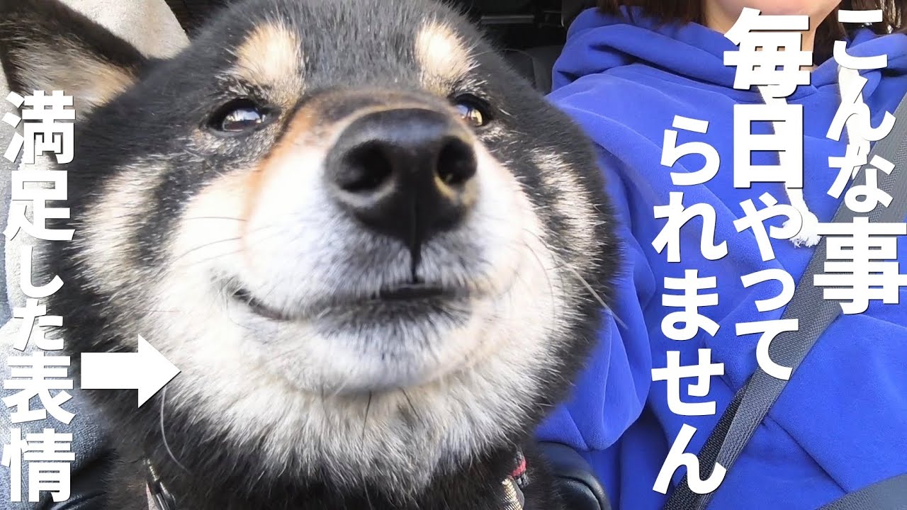 柴犬を満足させるためにはここまでしなければいけないのか。【黒柴犬】【豆柴】【shiba inu】