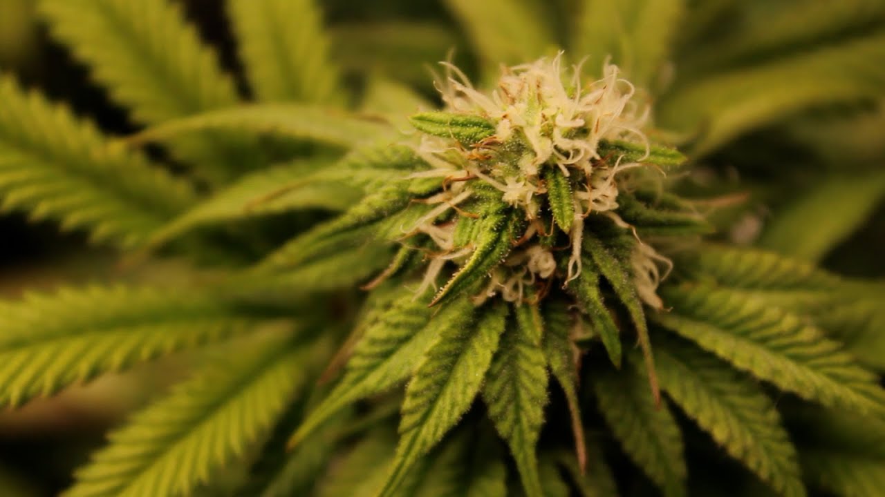 FLOWER UPDATE! || 2x2 & 2x4 INDOOR GROW