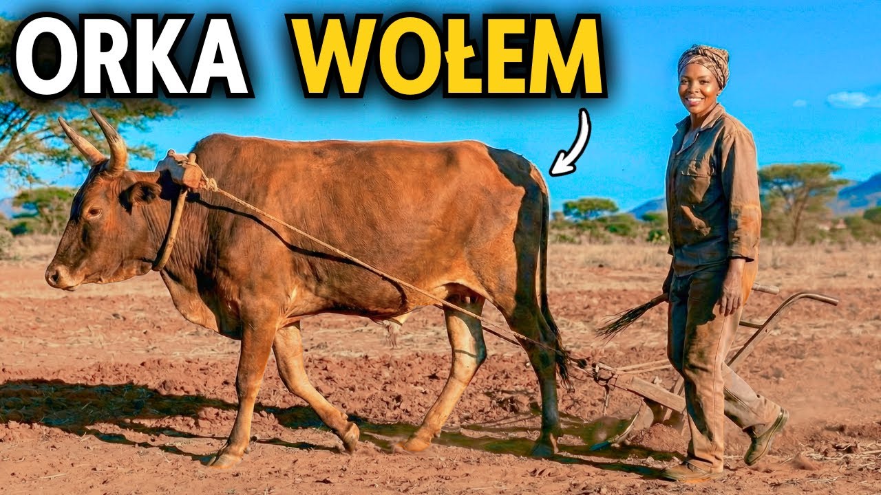ORKA WOŁEM W FARM MANAGER WORLD #1