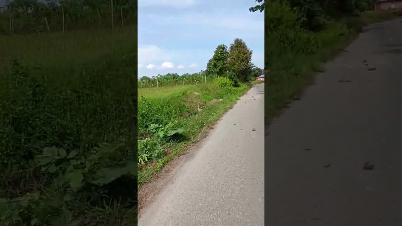 Survey misteri pohon serai berbunga..