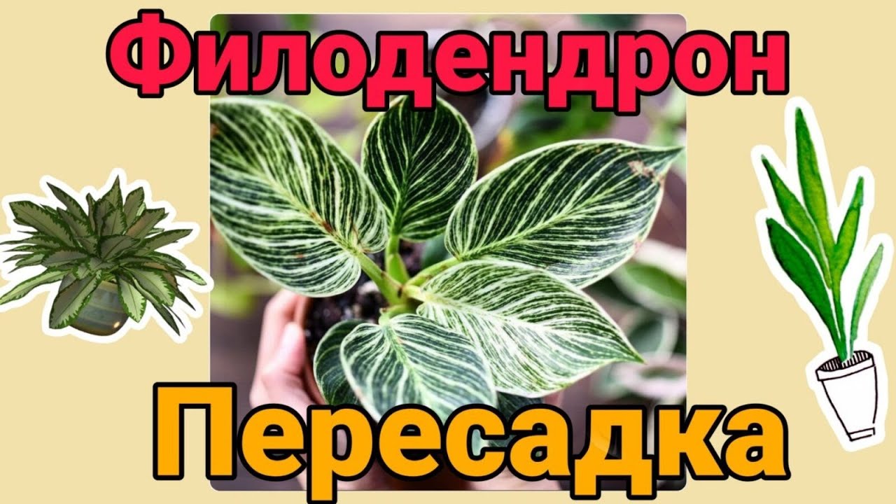 Комнатные цветы. ФИЛОДЕНДРОН БИРКИН УХОД/ПЕРЕСАДКА