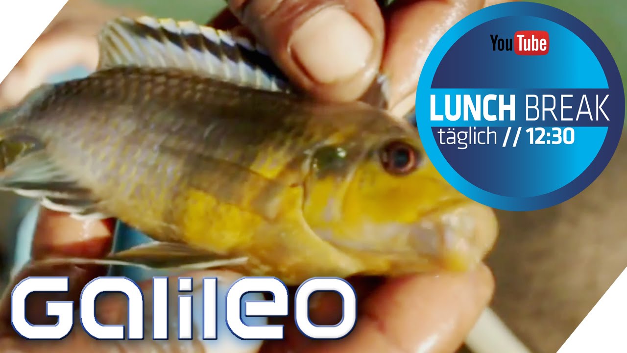 Malawi Buntbarsche: Der Weg der Aquariumfische | Galileo Lunch Break
