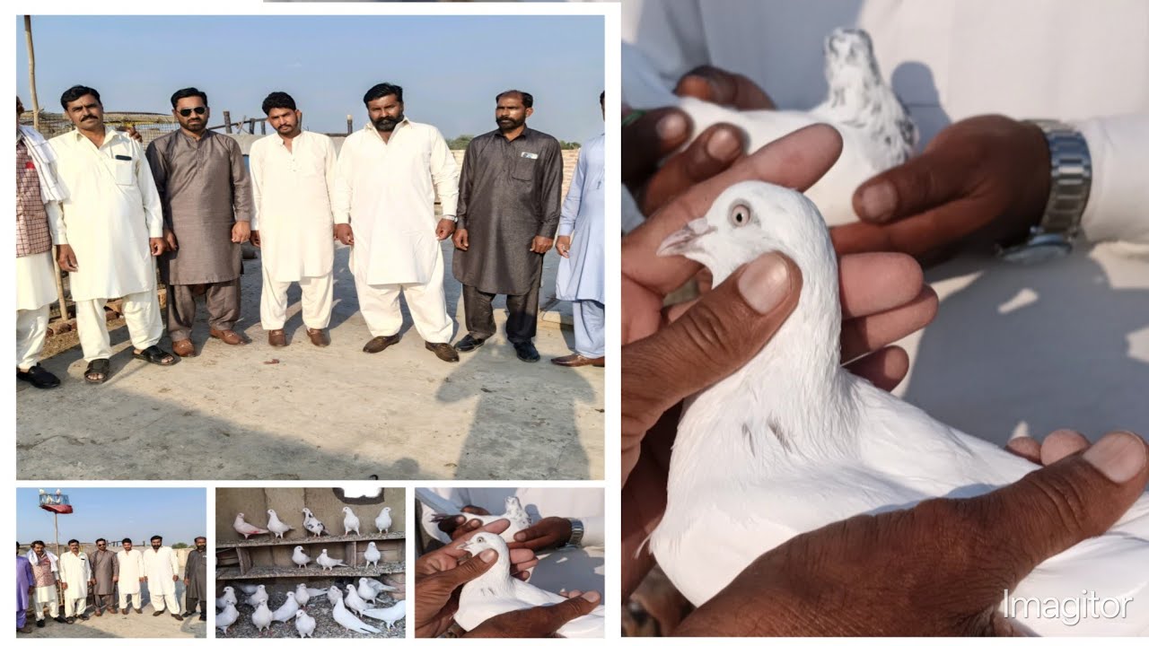 USTAD Muslim kay parwazi kabootaron ka shok || kabootar ki new video