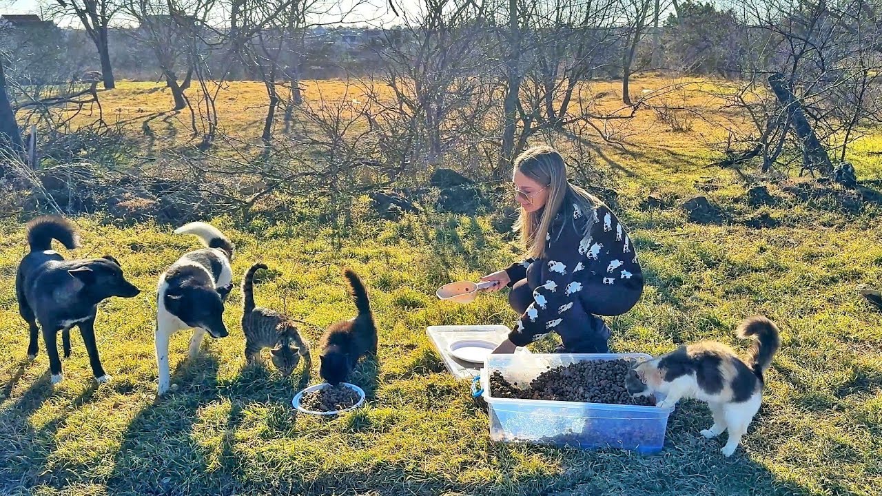 A small line of cats and dogs… waiting for food and care